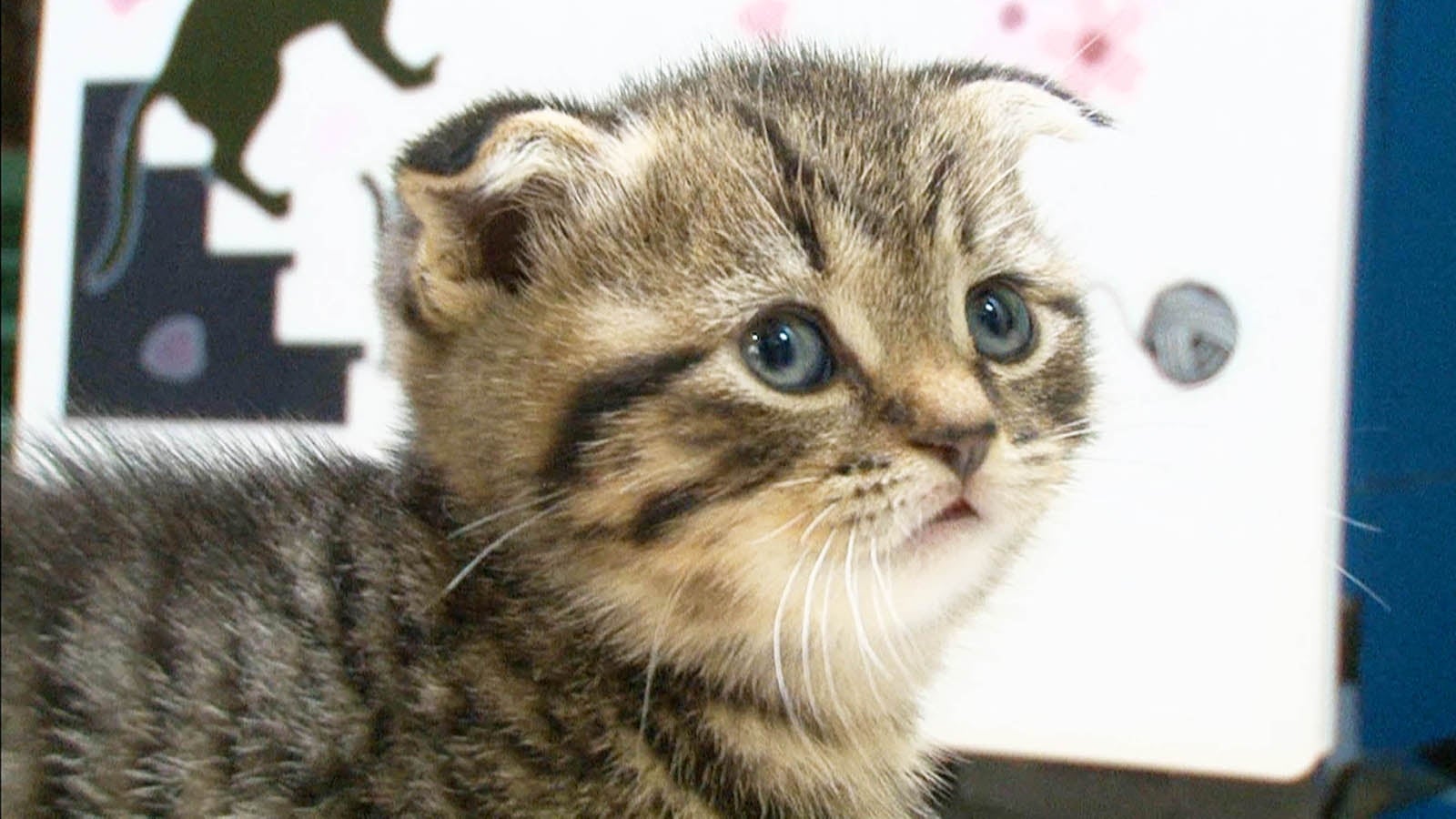 「超かわいい映像連発！どうぶつピース！！」（C）テレビ東京