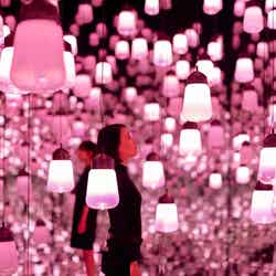 呼応するランプの森 – ワンストローク、桜/画像提供:チームラボ