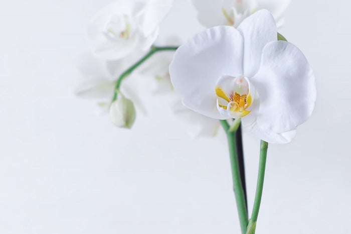 花言葉 幸せ にまつわる花 モデルプレス