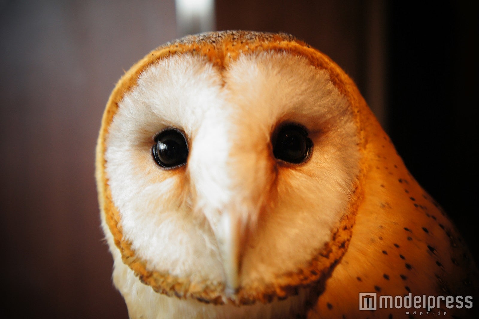 日本では珍しい白いメンフクロウも／画像提供：ナックス
