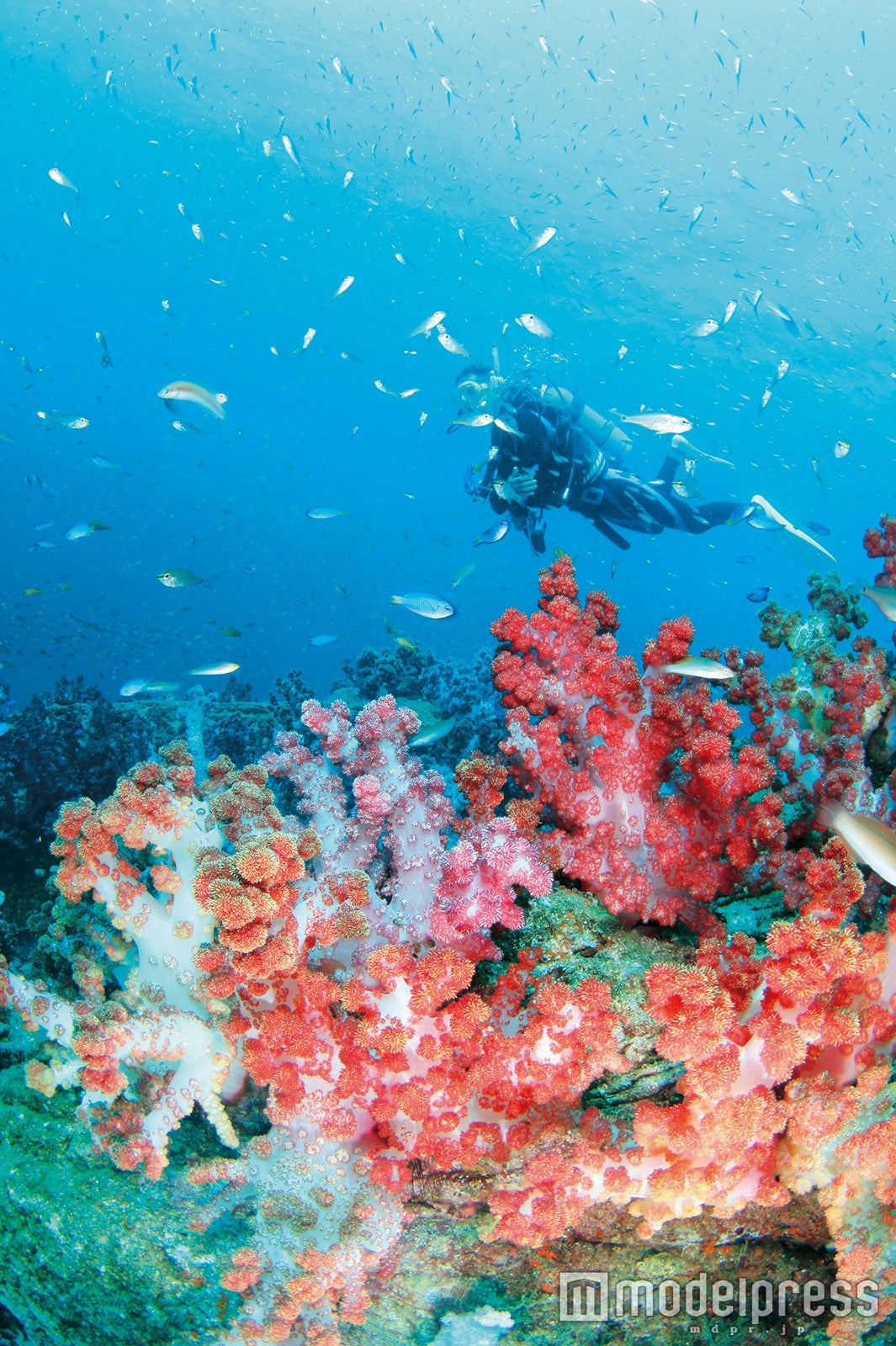 天草諸島の近海ではカラフルなサンゴの海でのダイビング体験が可能
