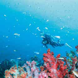 天草諸島の近海ではカラフルなサンゴの海でのダイビング体験が可能