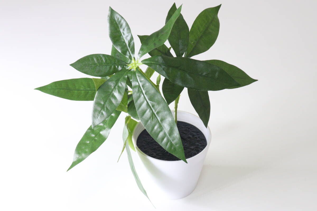 ダイソー　グリーンポット（1）