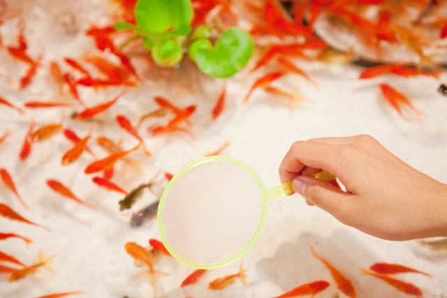 金魚すくい／画像提供：グローバルプロデュース