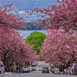 バンクーバーの桜／画像提供：Vancouver Cherry Blossom Festival