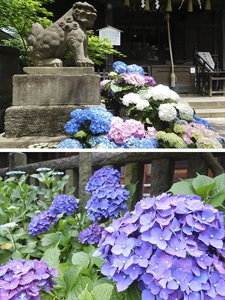第34回 文京あじさいまつり