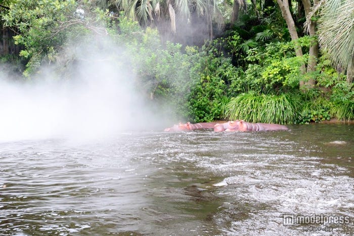 霧がかかった水辺/「ジャングルクルーズ:ワイルドライフ・エクスペディション」