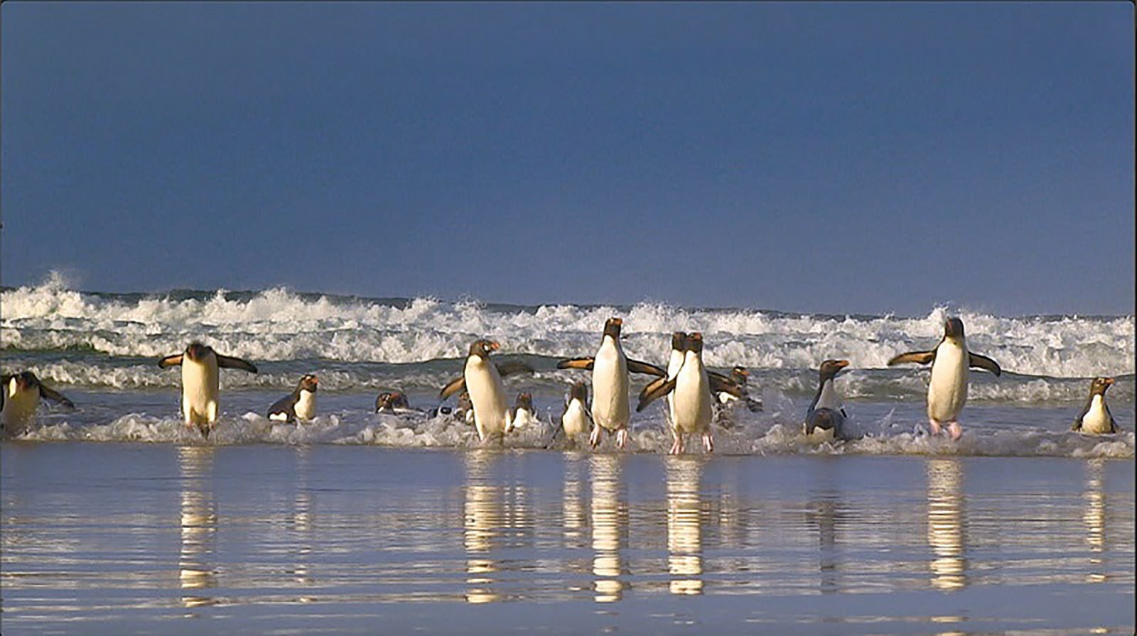 ミナミイワトビペンギンの生態を撮影した貴重な映像／「超ド級！世界のありえない映像大賞10」より