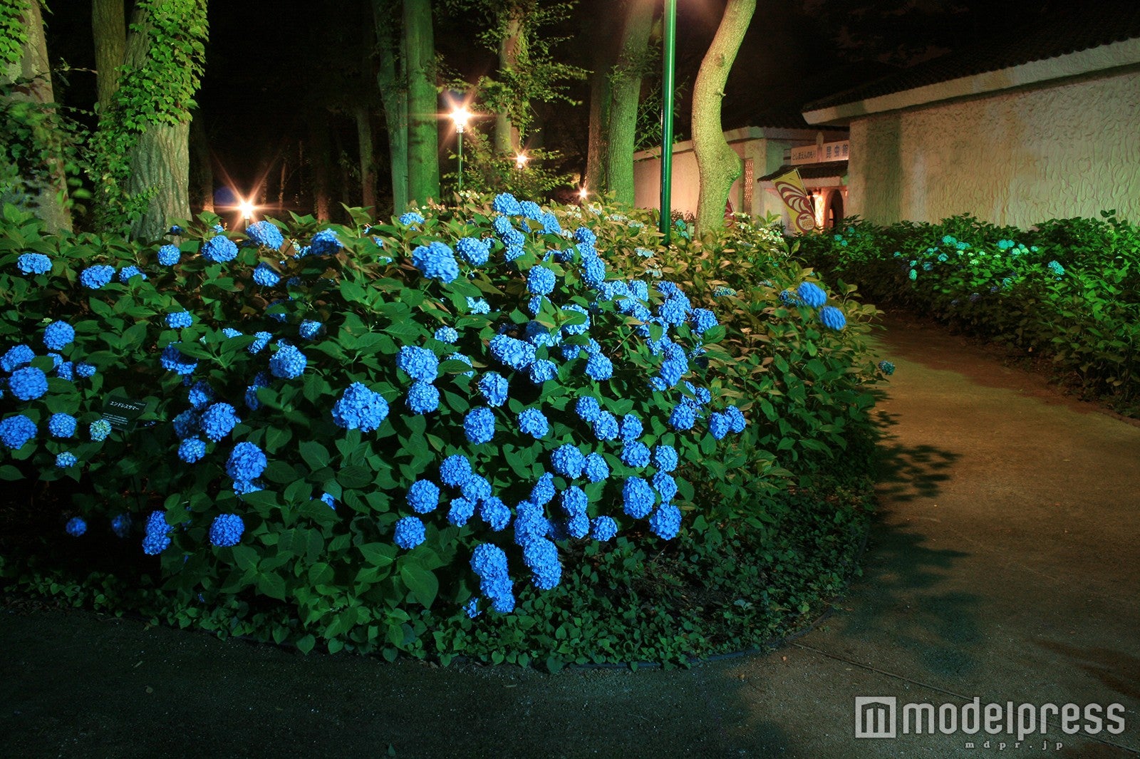 あじさいナイト※雨天中止／画像提供：としまえん