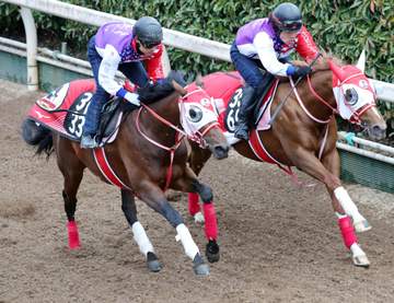 【毎日杯】カフジエメンタール 遅れも余裕アリ 陣営「時計も動きもいい」