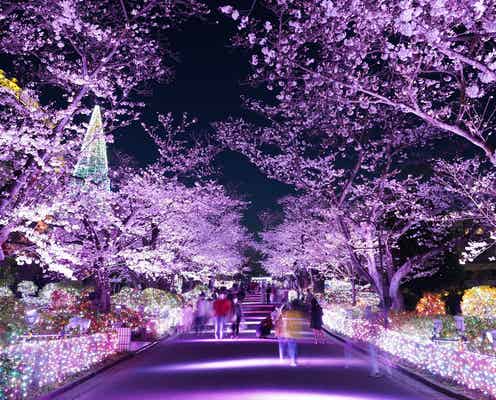 よみうりランド「夜桜ジュエルミネーション」60周年特別バージョンで開催 幻想的な夜桜を散策