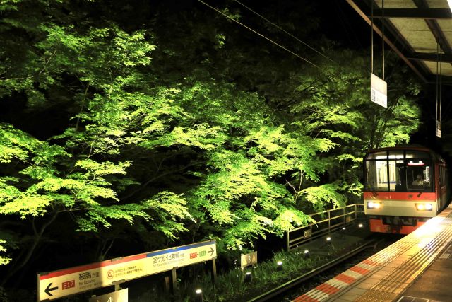 【京都】「青もみじのライトアップ」を実施！ 幻想的な"もみじのトンネル”を抜けて貴船・鞍馬へ