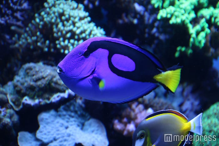 「モントレーベイ水族館」(C)モデルプレス