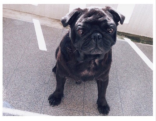 仲の実家で飼っていたパグ犬「デイブ」／仲里依紗Instagramより