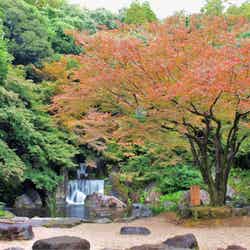 万博記念公園 紅葉まつり/提供画像
