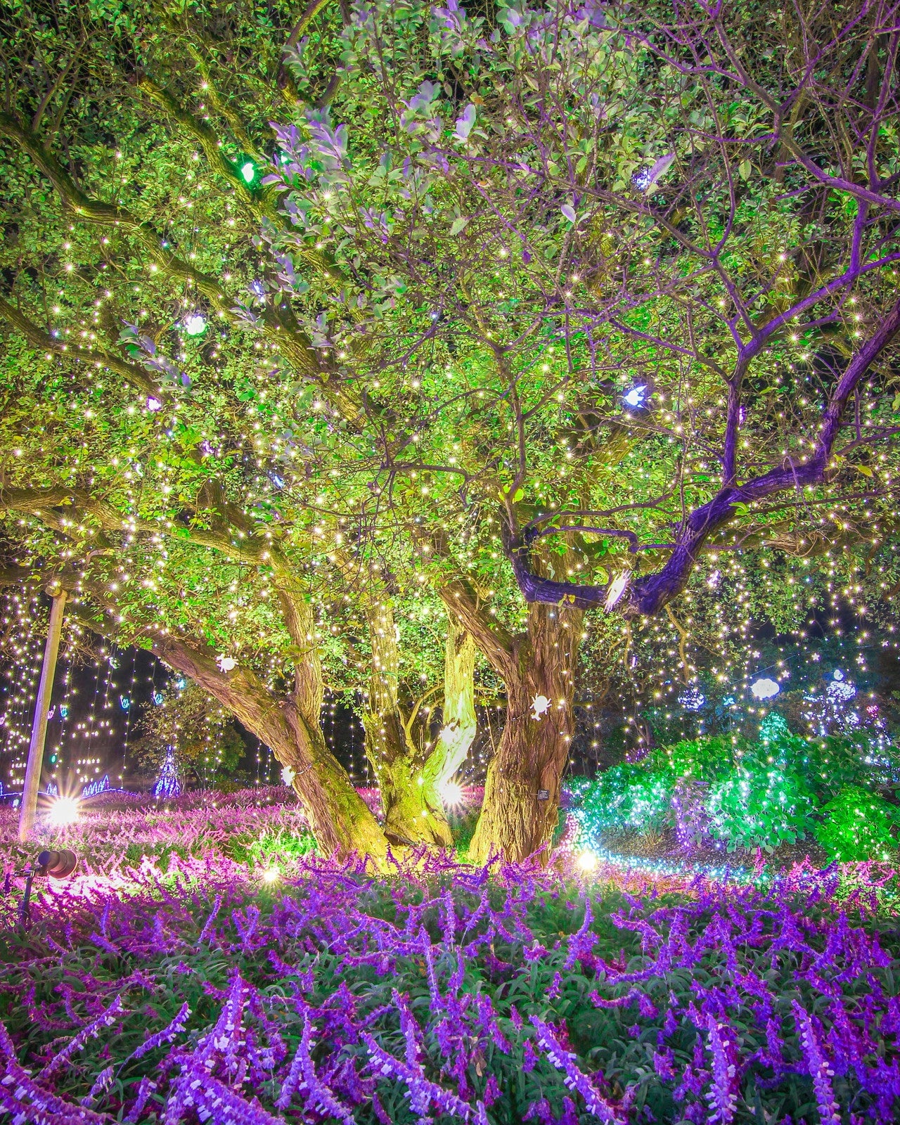 光の花の庭～Flower Fantasy（提供写真）