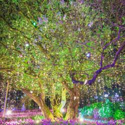 光の花の庭~Flower Fantasy(提供写真)