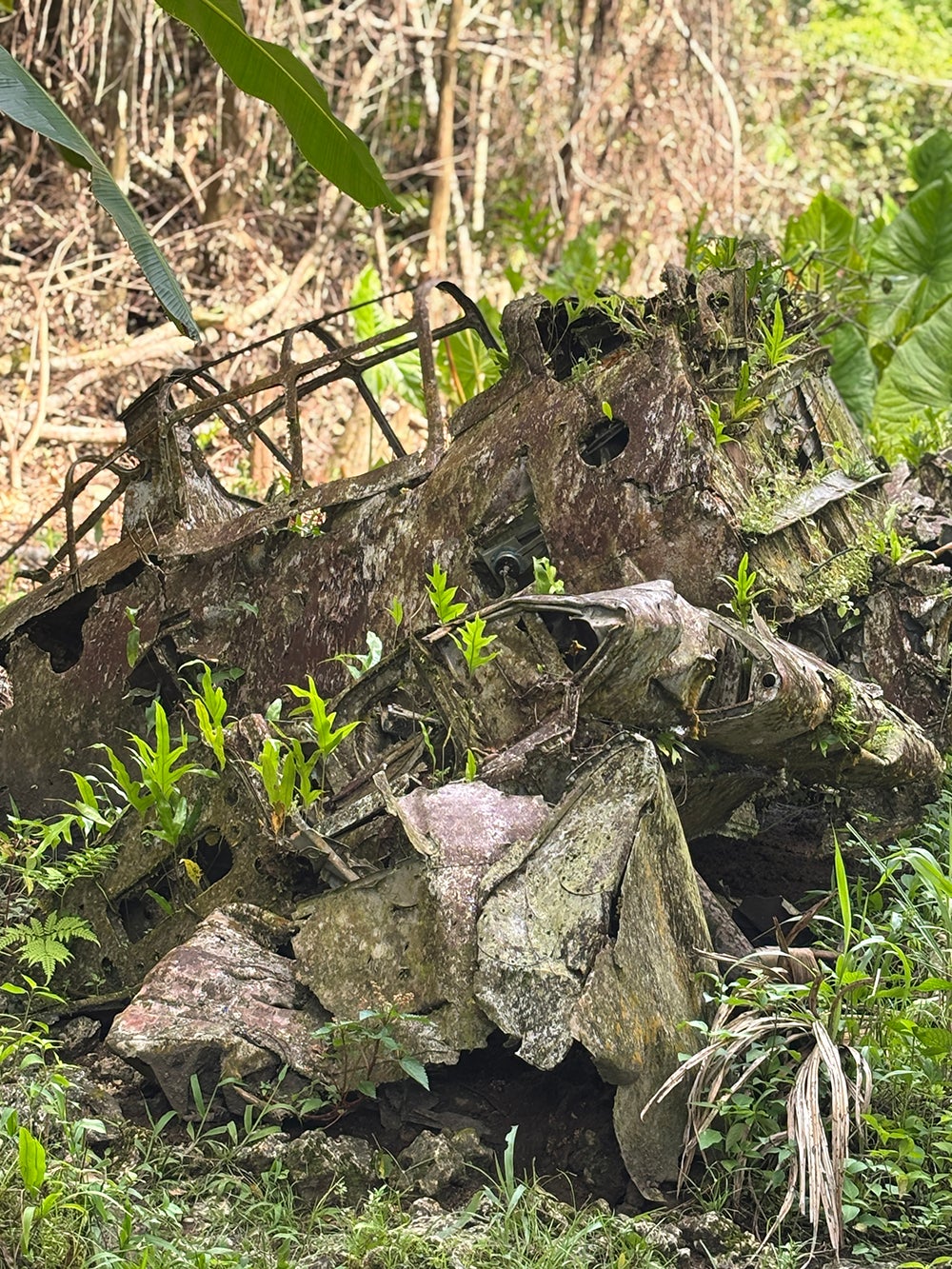 板垣李光⼈ ペリリュー訪問時の画像（C）武⽥⼀義・⽩泉社／2025「ペリリュー −楽園のゲルニカ−」製作委員会