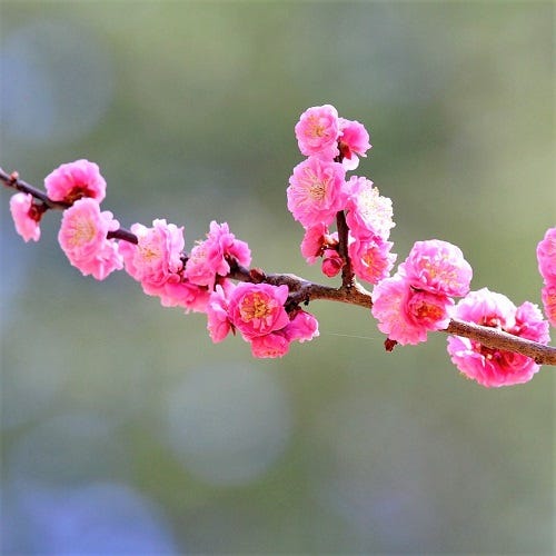 年賀状のお礼例文まとめ 新年のご挨拶が遅れてしまったときの丁寧な書き方は モデルプレス 年賀状のお礼例文まとめ 新年のご挨拶が遅れてしまったときの丁寧な書き方は モデルプレス