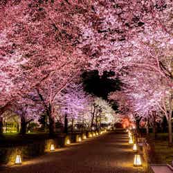 【清流園】桜ライトアップ『桜颯(おうそう)』/提供画像