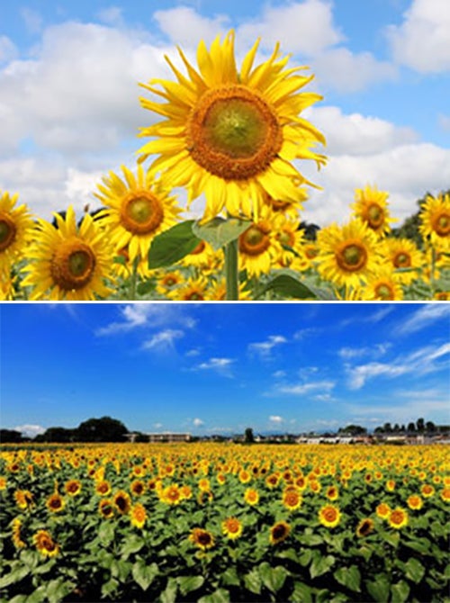 清瀬ひまわりフェスティバル