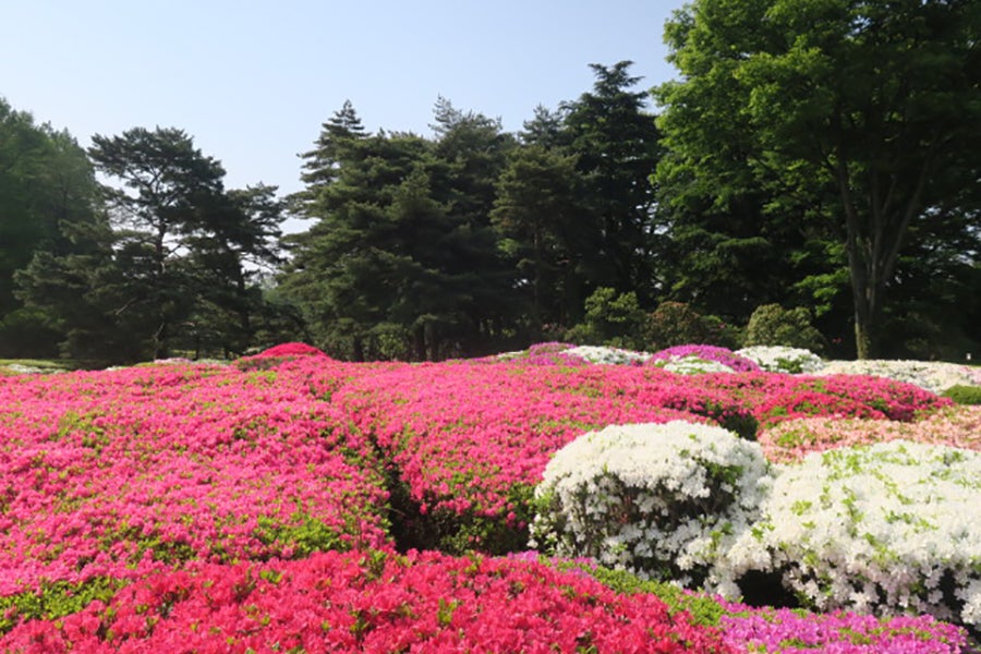 神代植物公園つつじ