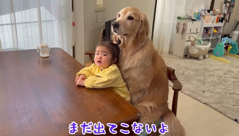 待っていればご馳走が出てくると勘違いしているゴールデンレトリバーと1歳児