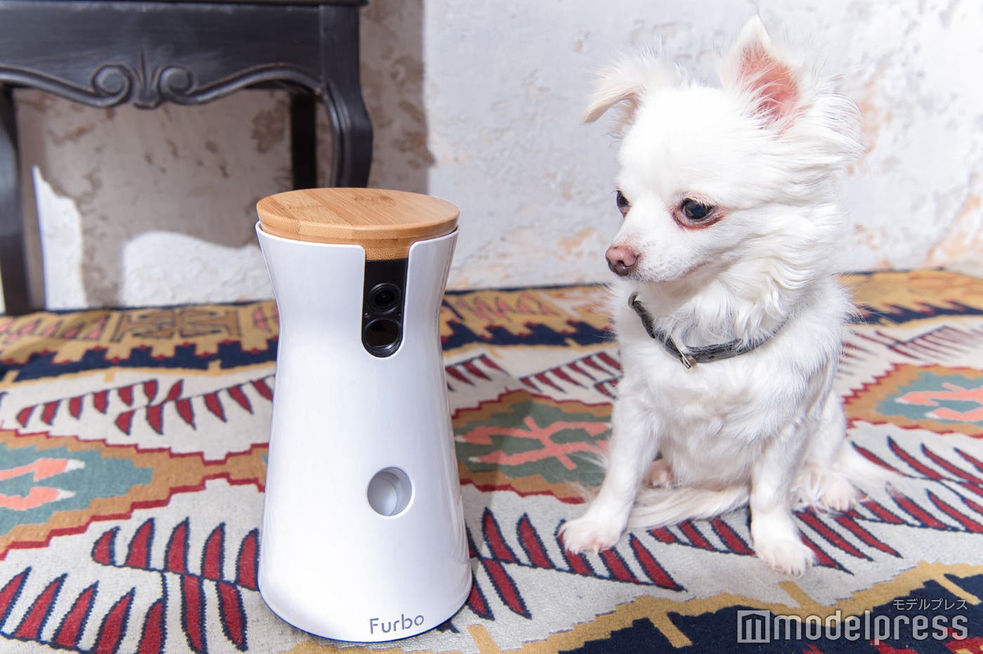 ユキちゃんも「Furbo(ファーボ)」に興味津々(C)モデルプレス