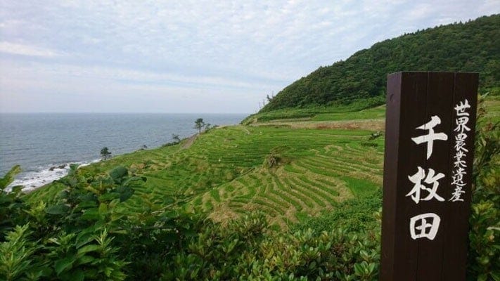 現役の棚田の風景が眺められる白米千枚田。世界農業遺産にも登録されています(2019年7月撮影)