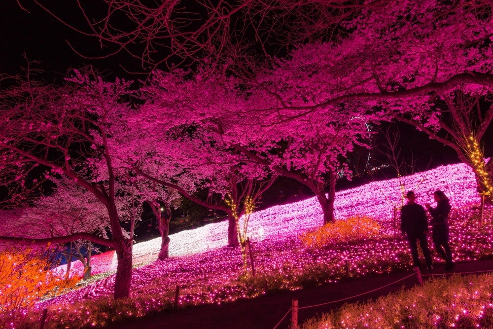 さがみ湖桜まつり／画像提供：富士急行