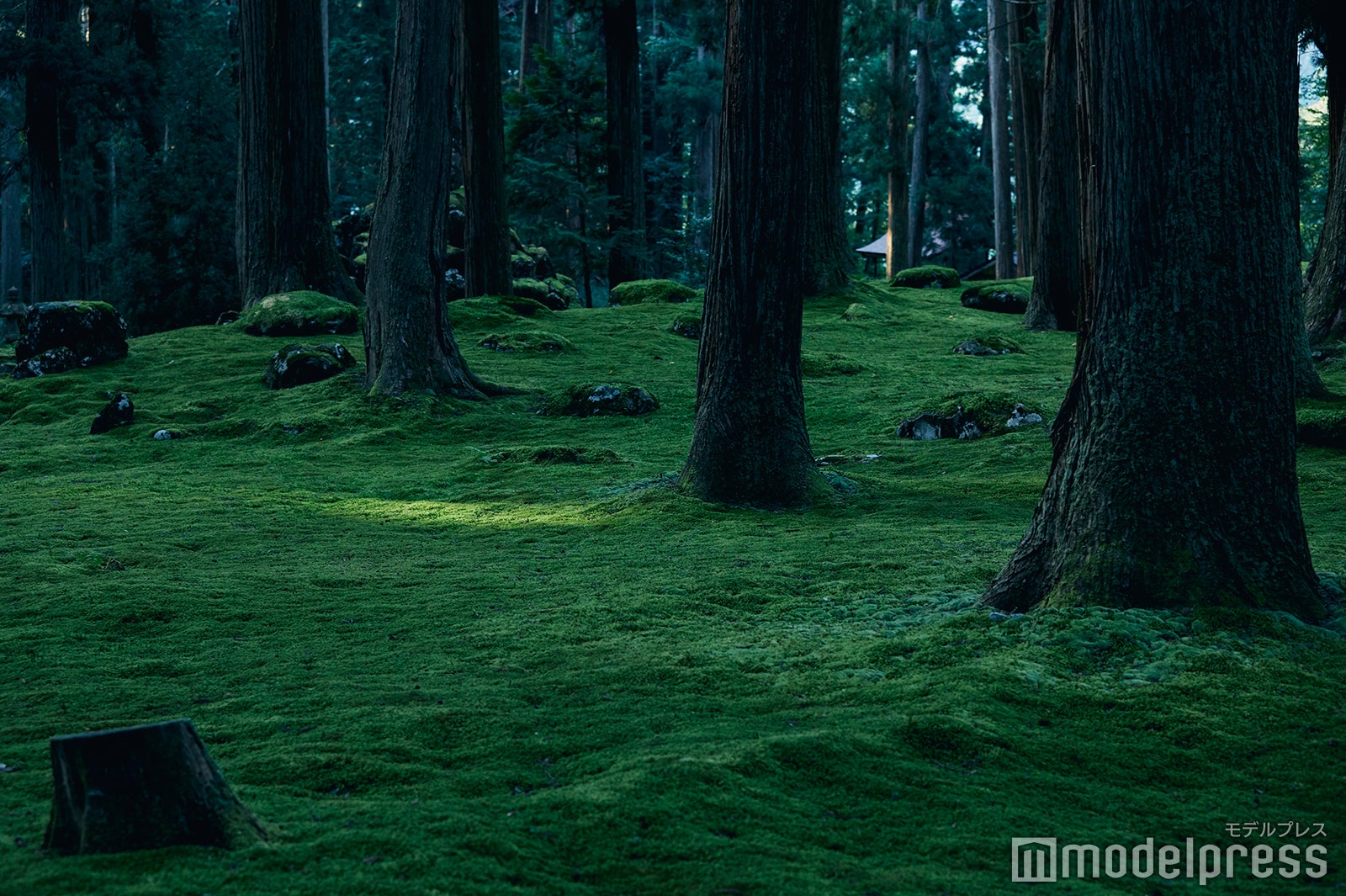 境内はひんやりしていて、夏でも涼しい。 （C）モデルプレス