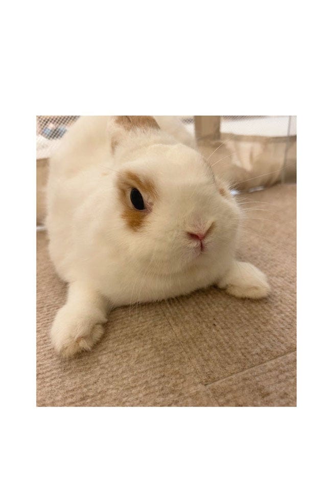 安めぐみオフィシャルブログより