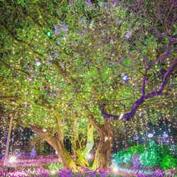 光の花の庭~Flower Fantasy~/画像提供:足利フラワーリゾート