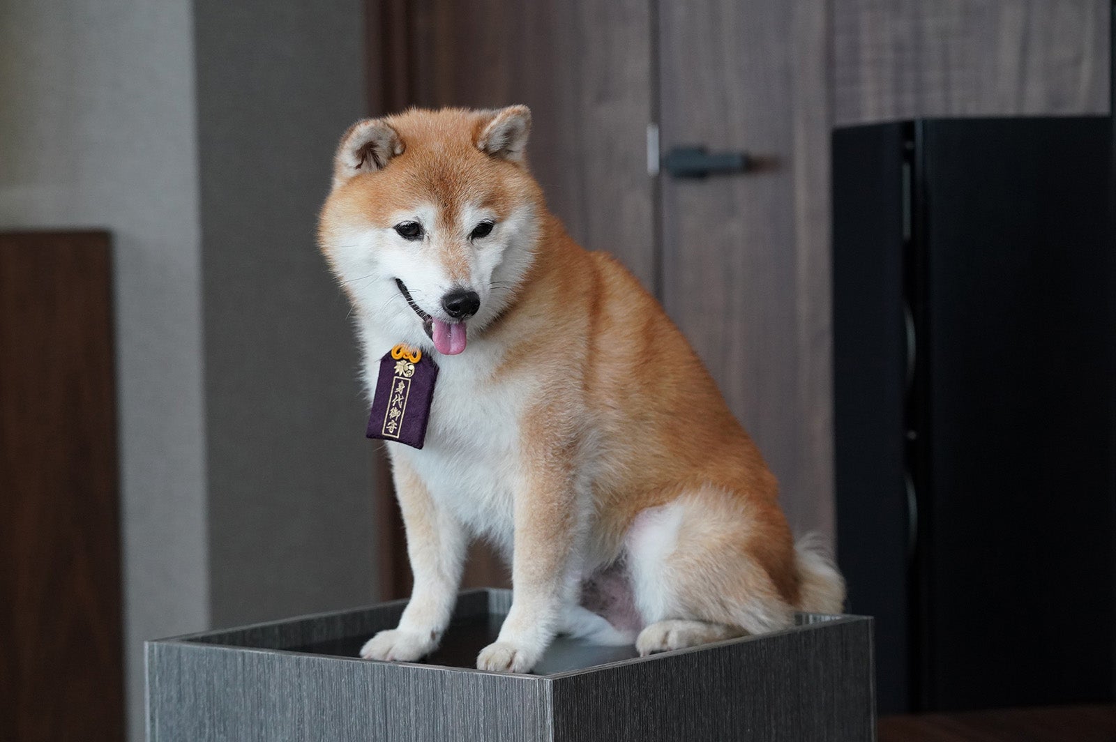 「ナンバMG5」第9話より（C）フジテレビ