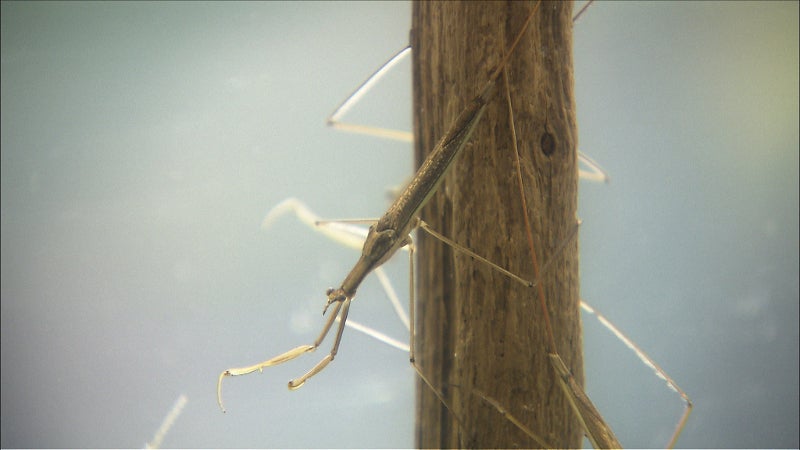 ミズカマキリ（C）TBS