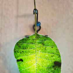 花と光のムーブメント 小金井公園ナイトパーク ワンダー/提供素材