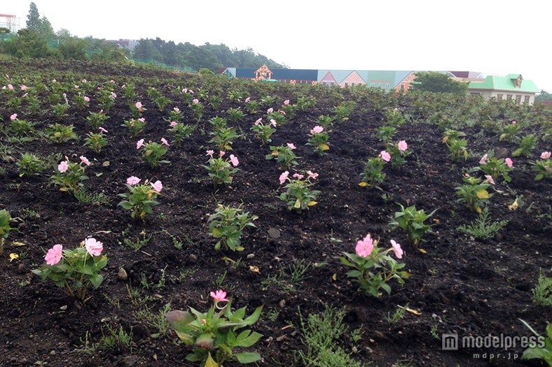 7月10日時点の様子／画像提供：富士急行