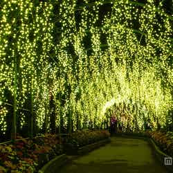 きばな藤/画像提供:足利フラワーリゾート