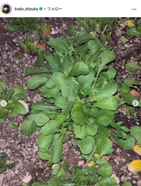 工藤静香 Instagramより