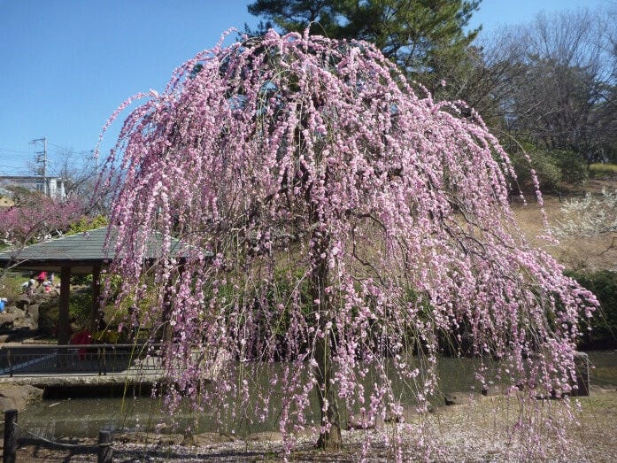 「淡路枝垂(あわじしだれ)」は例年2月中旬~下旬に見ごろを迎えます(画像提供:横浜市港北区地域振興課)