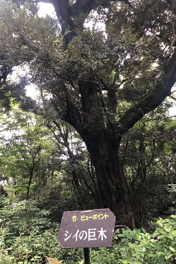 国立科学博物館 附属自然教育園_シイの巨木