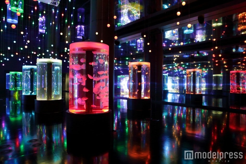 ジェリーフィッシュランブル／画像提供：横浜八景島