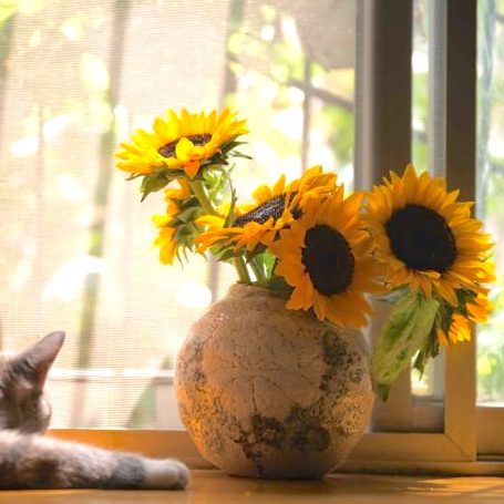 夏の花 花言葉を集めました 贈り物にも想いを込められる素敵な花言葉って モデルプレス