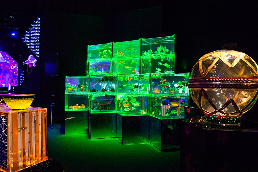 日本橋ナイトアクアリウム3