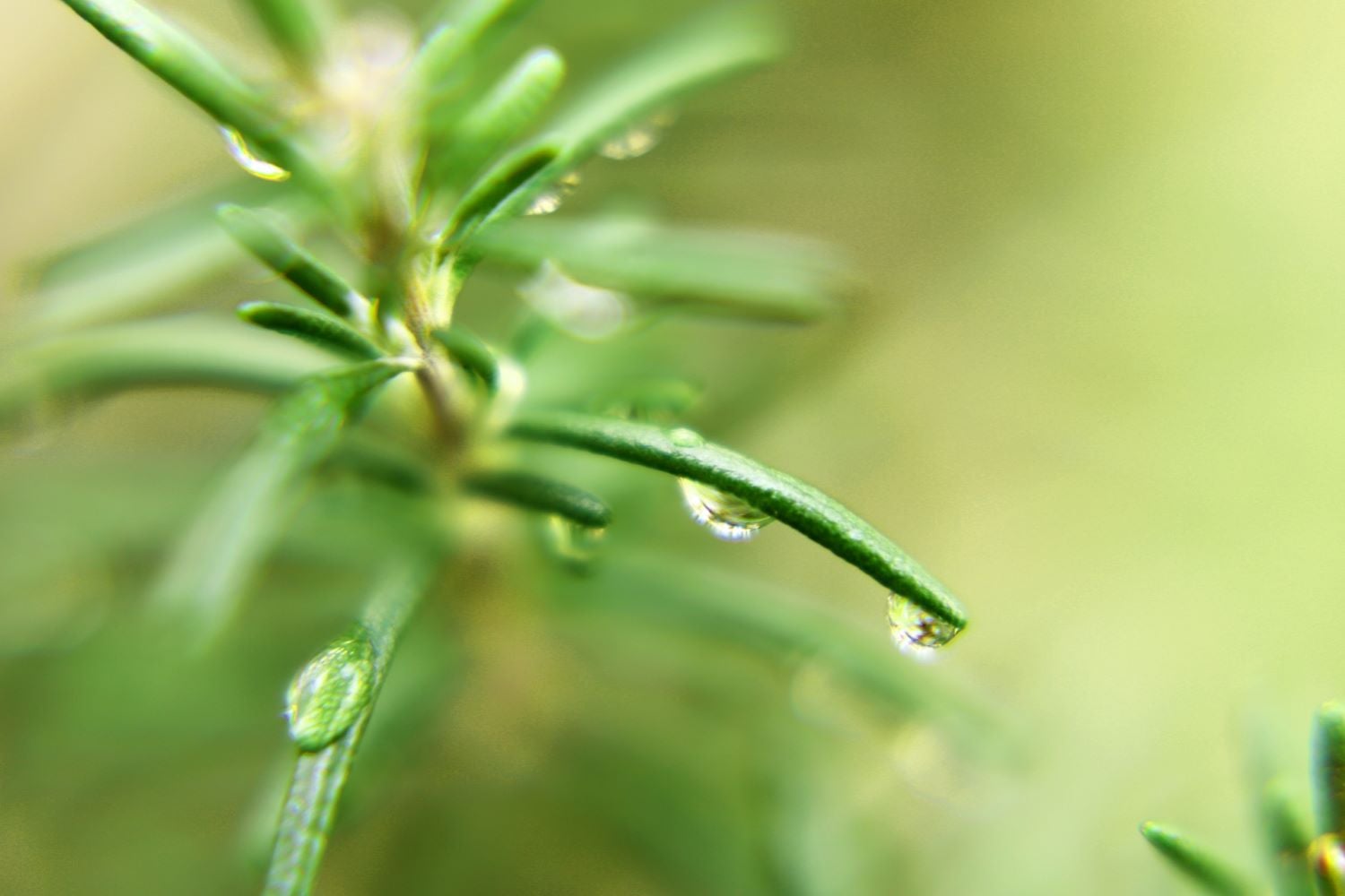 グランファーム富士河口湖／画像提供：ブッキングリゾート