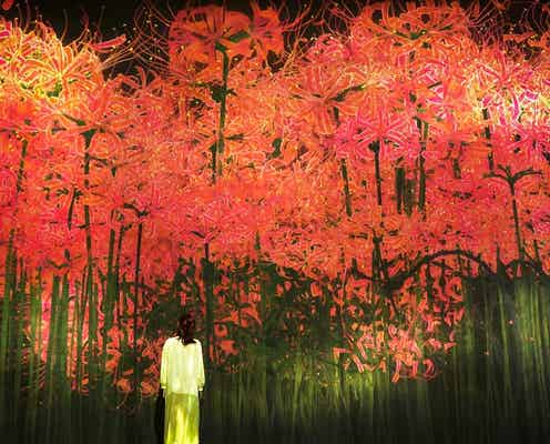 お台場「チームラボ ボーダレス」秋色に染まるアート展示、紅葉や彼岸花の景色広がる
