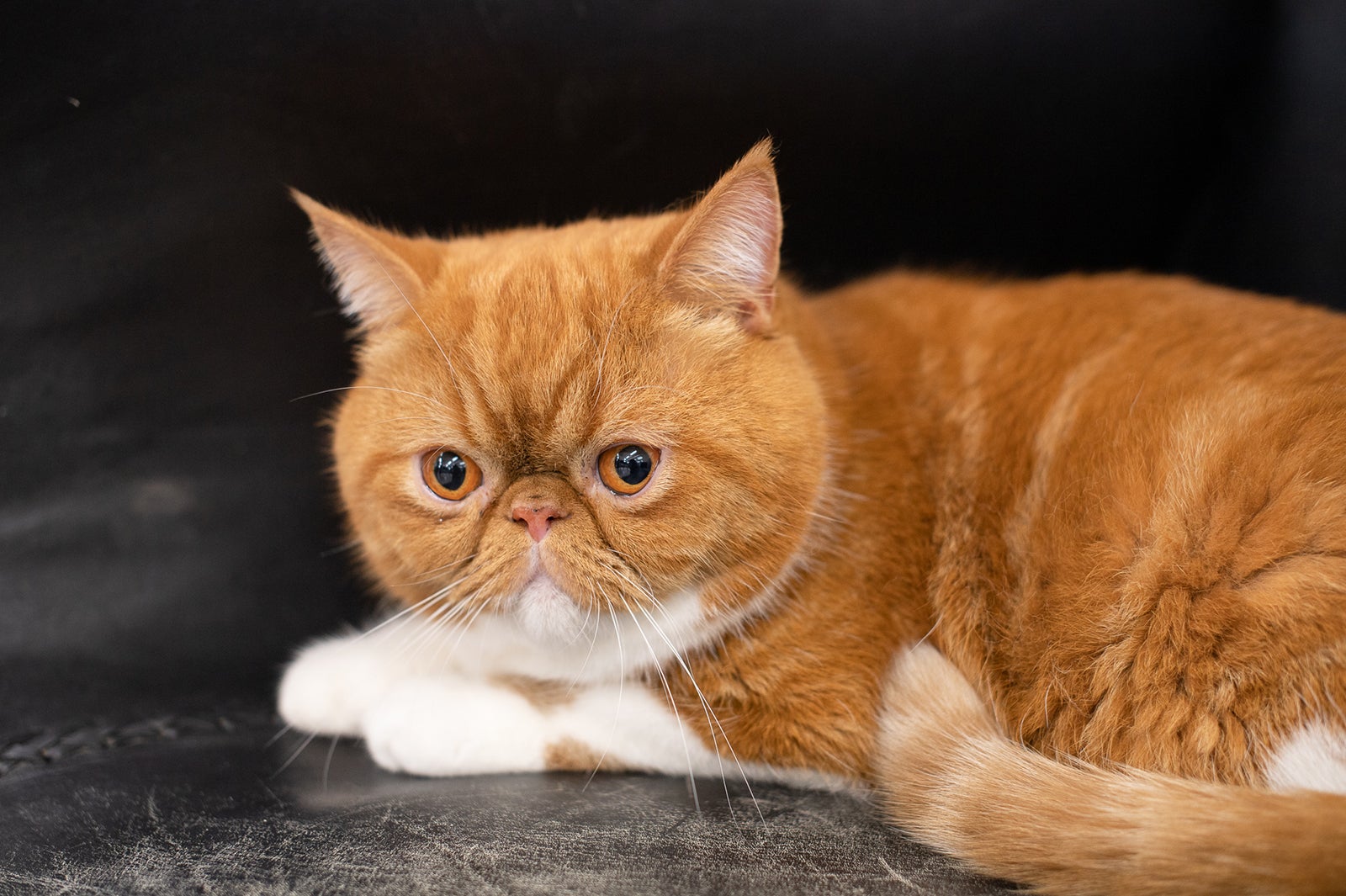  （C）テレビ大阪