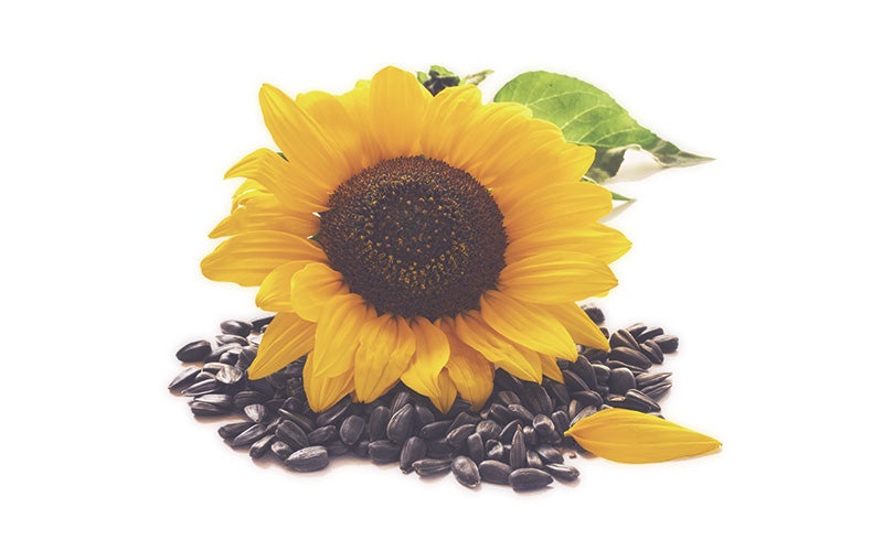 ヒマワリ種子油