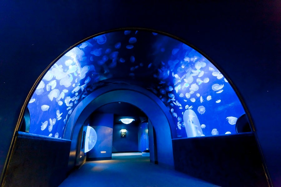 サンシャイン水族館 クラゲトンネル