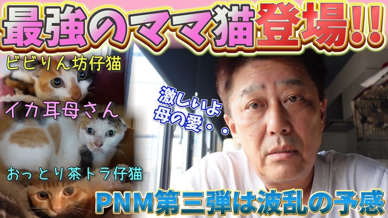 【坂上家のチャンネル】PNM活動で三毛猫の親子を保護！その後の様子は？